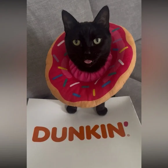 Pink Donut Pet Costume Halloween One Size - Used Once - Picture 4 of 4